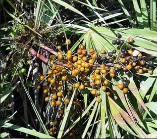 Saw Palmetto Extract - plant extract